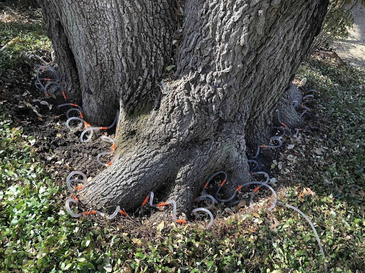 Detailed Tree Cabling and Bracing job site in Mount Holly Springs