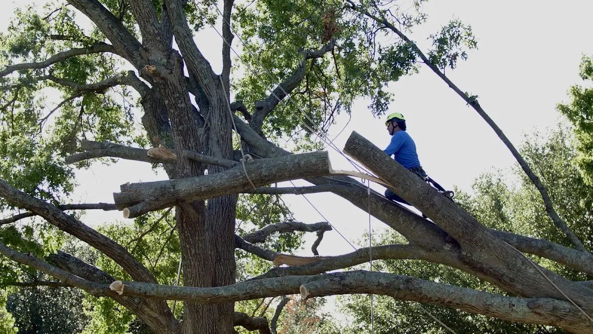 Professional Crown Thinning performed by certified arborists in Mount Holly Springs