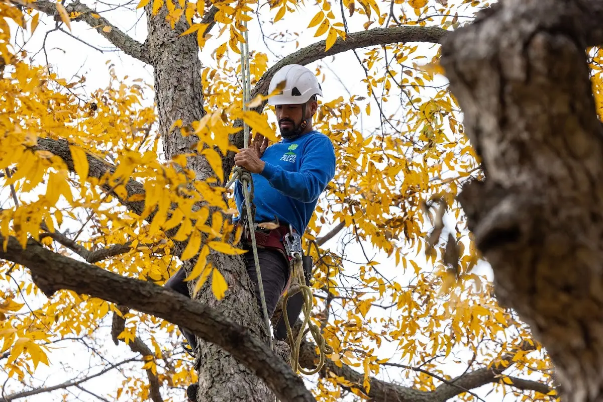 Skilled Tree Transplanting crew working in Mount Holly Springs